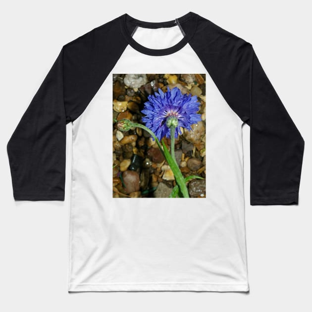 Blue cornflower Baseball T-Shirt by avrilharris